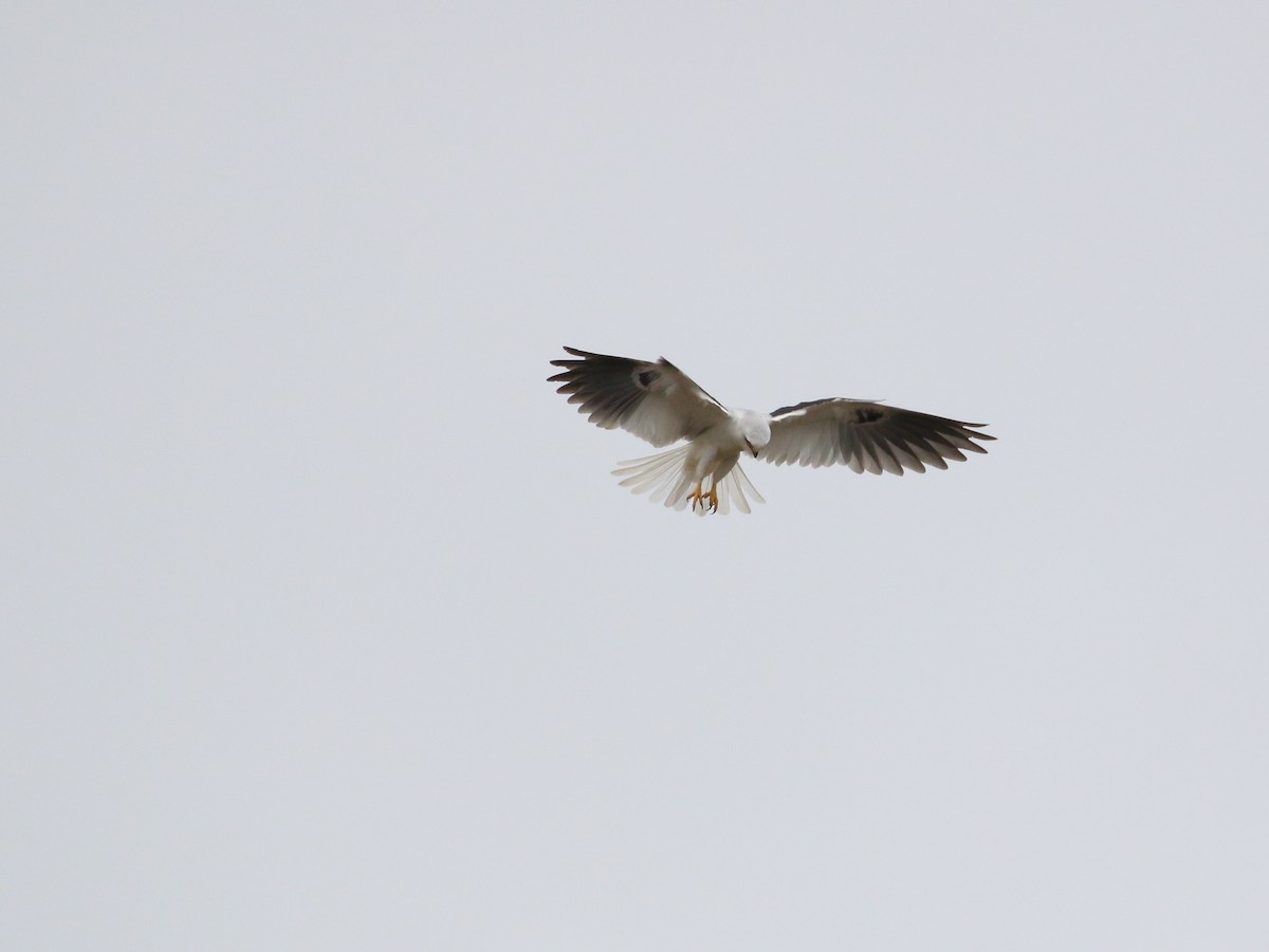 White-tailed Kite - ML303108021
