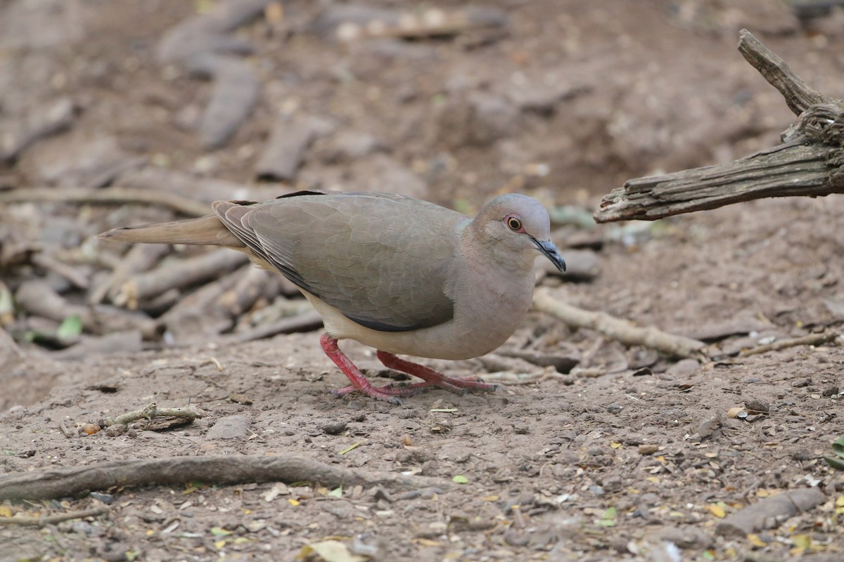 White-tipped Dove - ML303108161