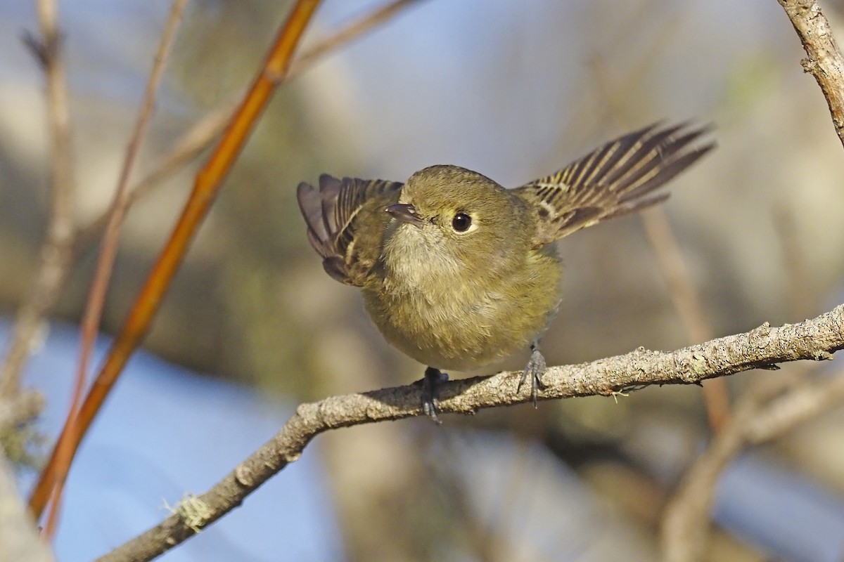 Hutton's Vireo - ML303108201