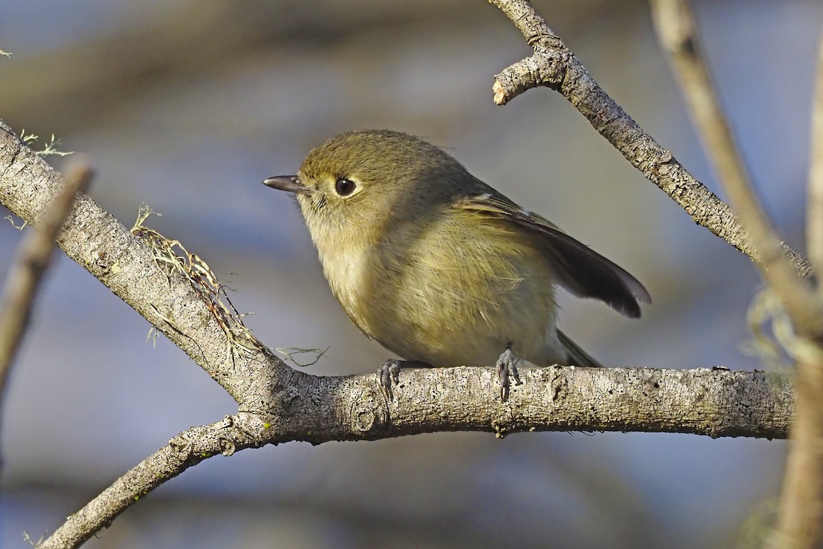 Hutton's Vireo - ML303108211