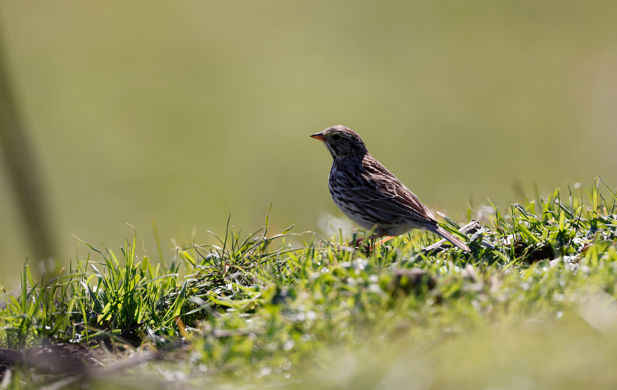 Savannah Sparrow - ML303108511