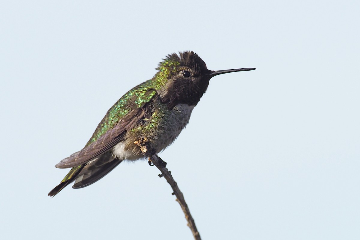 Anna's Hummingbird - ML303108811