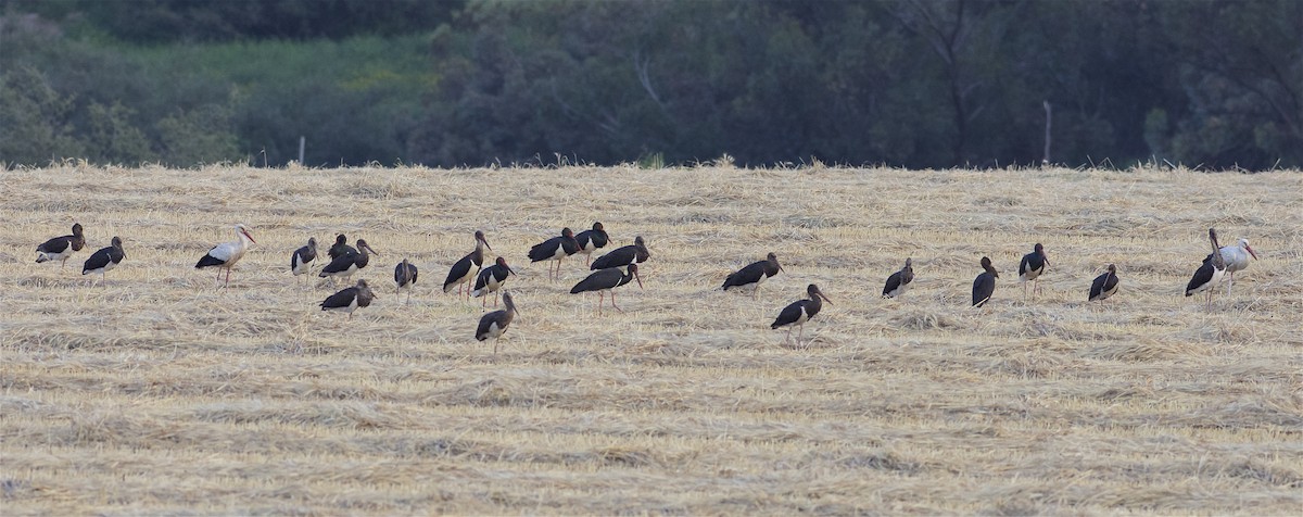 Black Stork - ML303109611