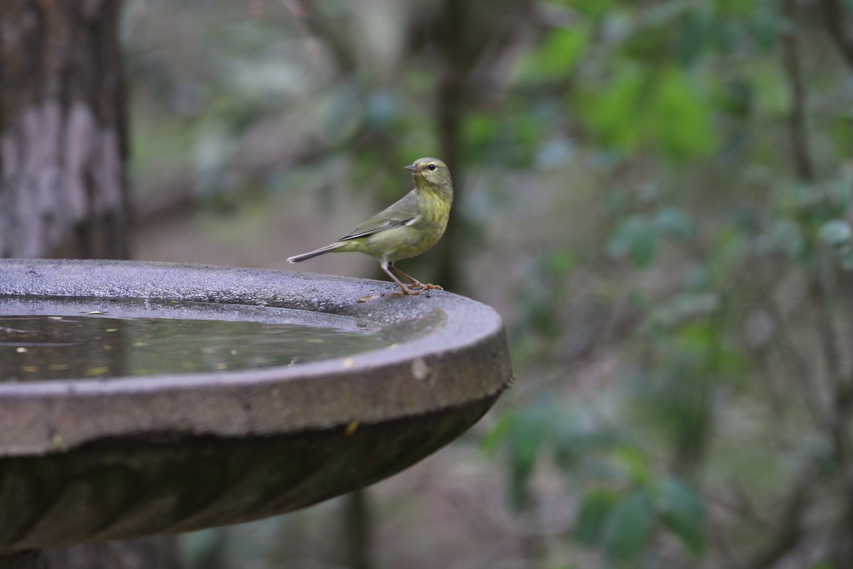 Orange-crowned Warbler - ML303109831