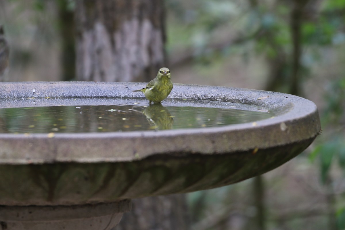 Orange-crowned Warbler - ML303109911