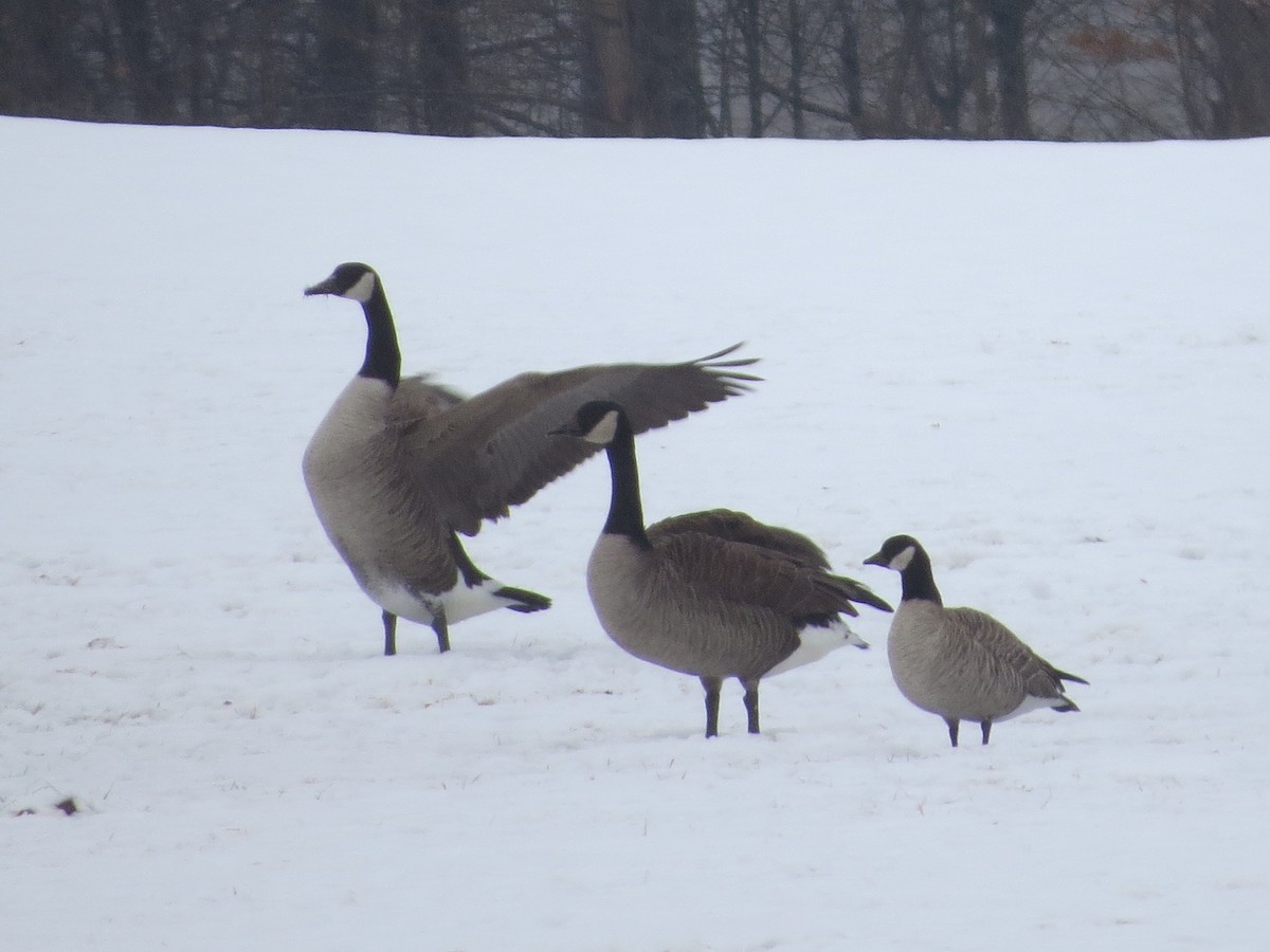 Cackling Goose - Corinna Honscheid