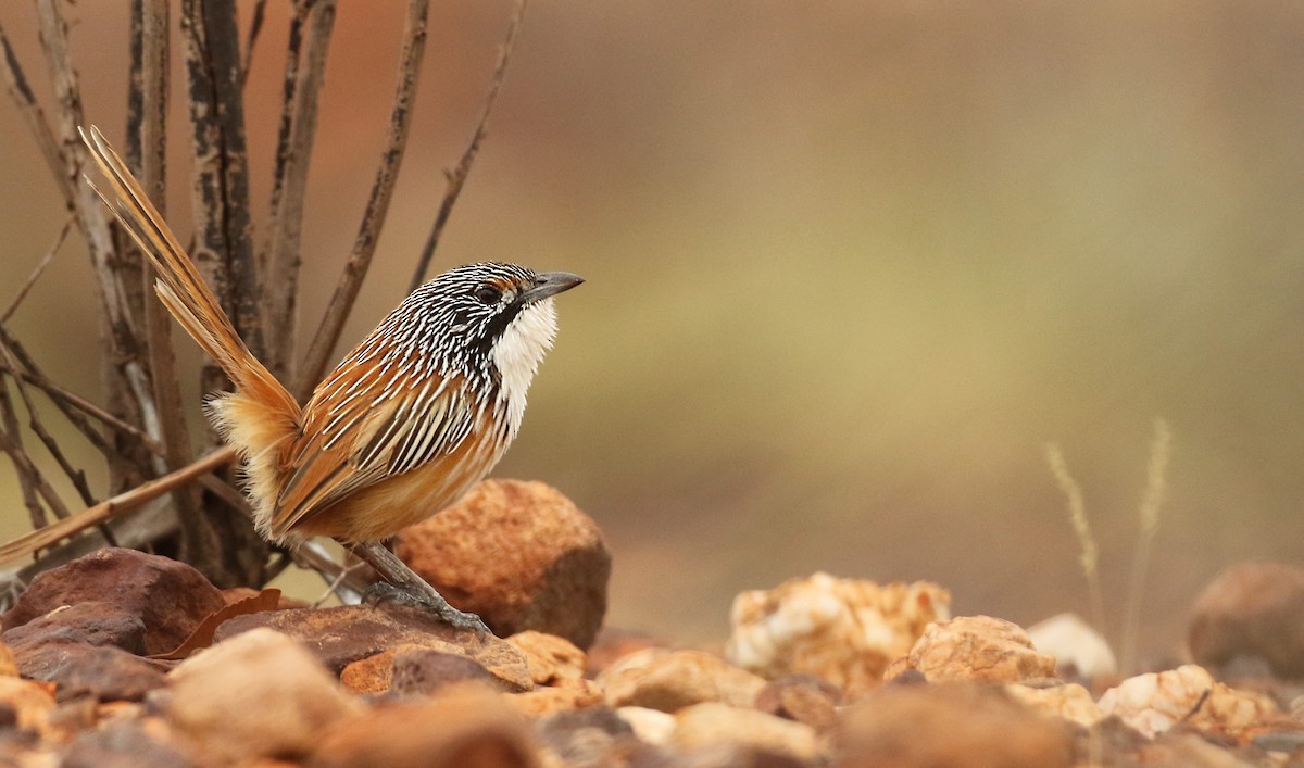 Carpentarian Grasswren - ML30311201