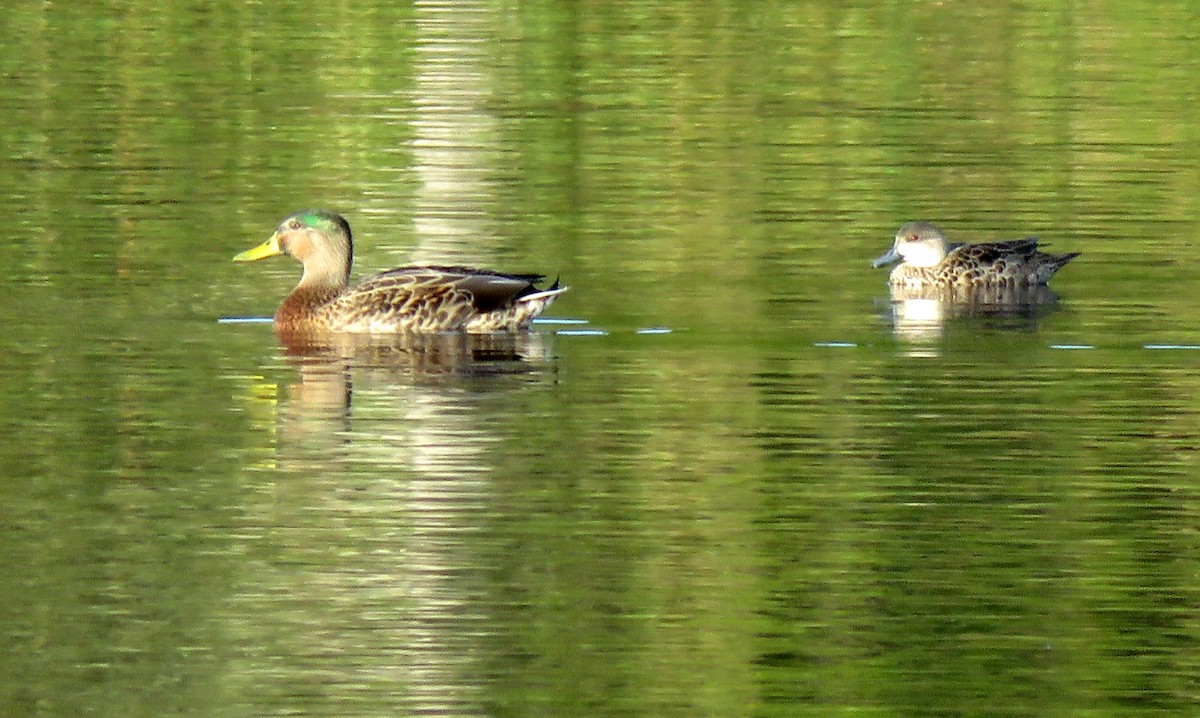 Mallard (Domestic type) - Bill de Belin