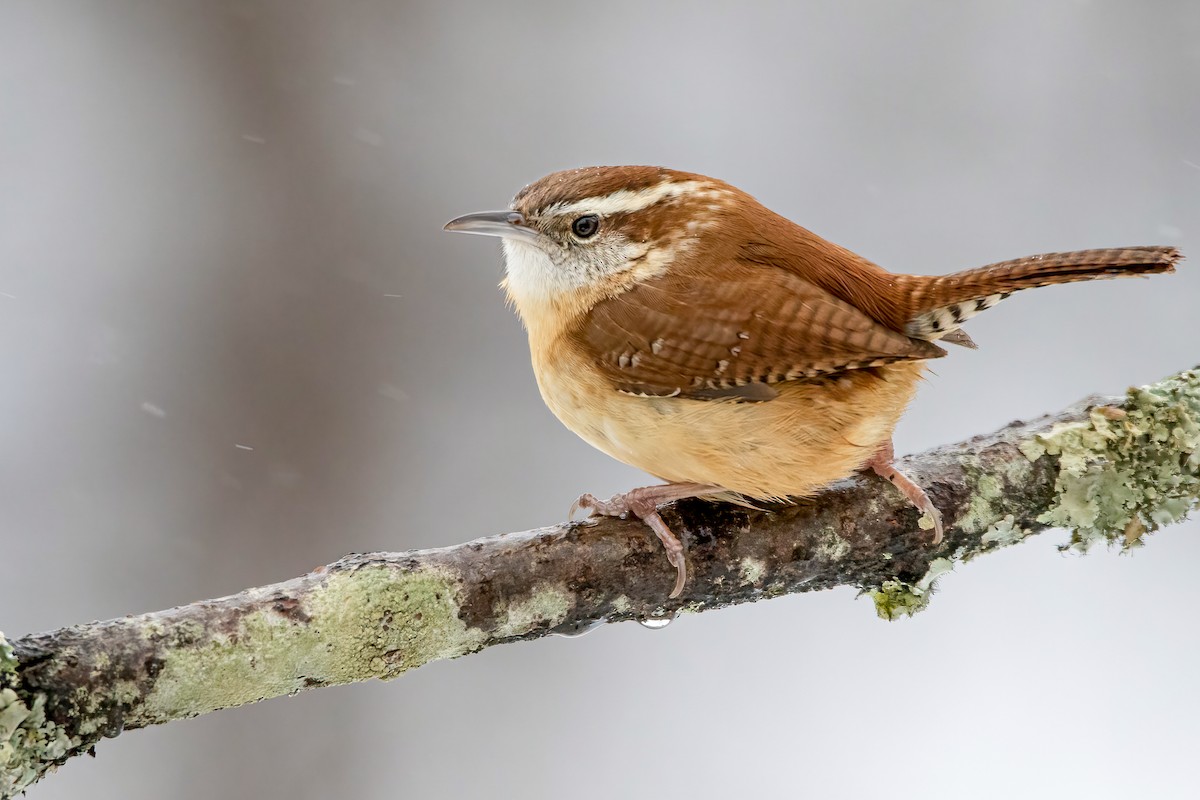 Carolina Wren - ML303113371