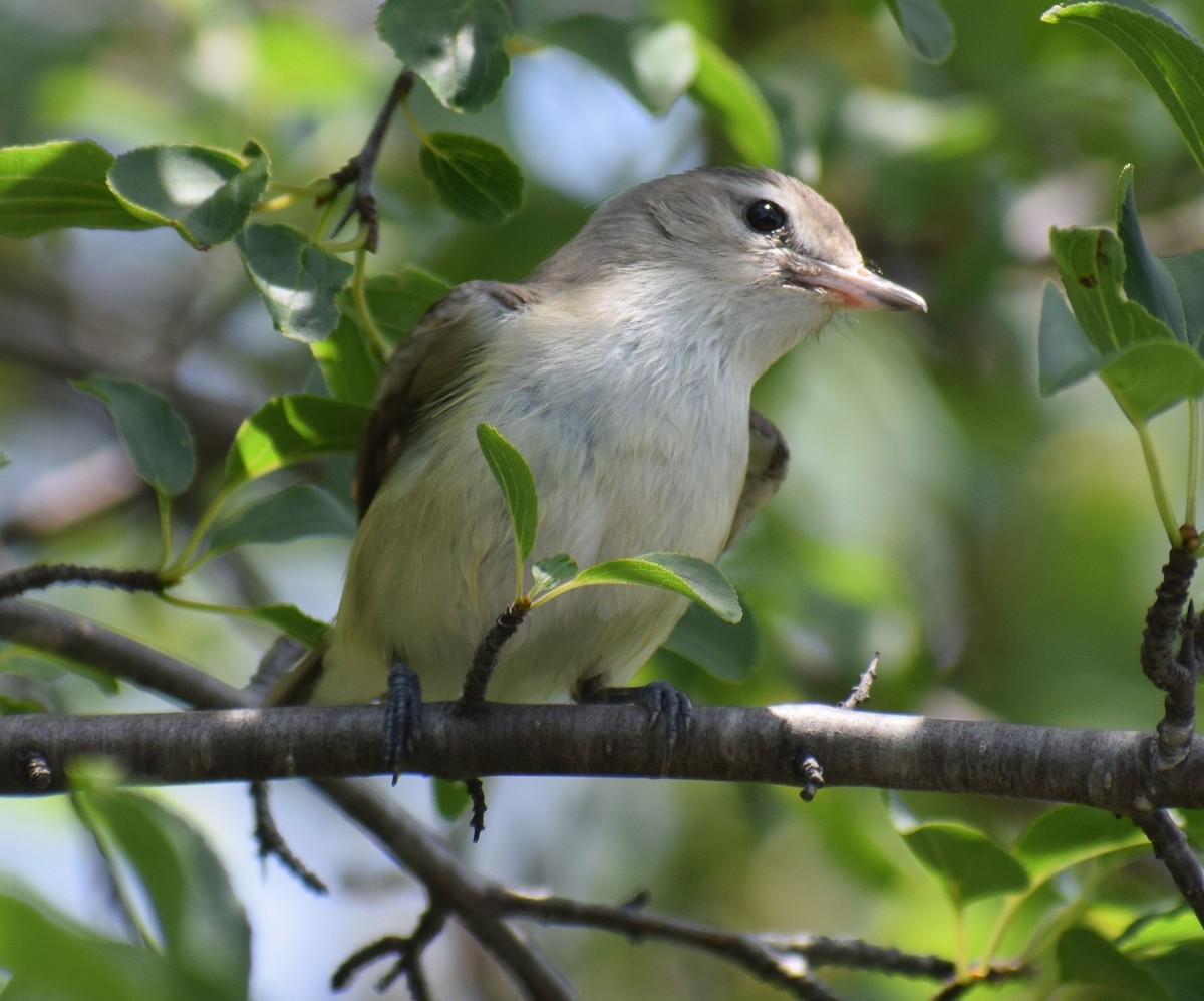 Warbling Vireo - ML303113421