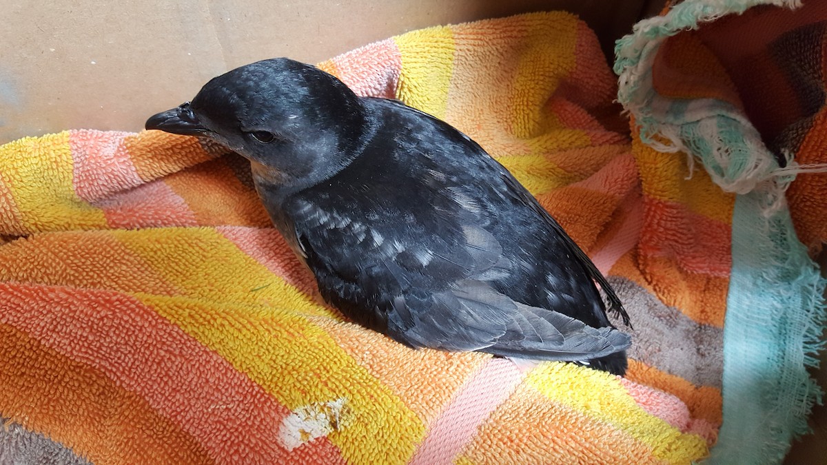 Common Diving-Petrel - Geoff Carpentier