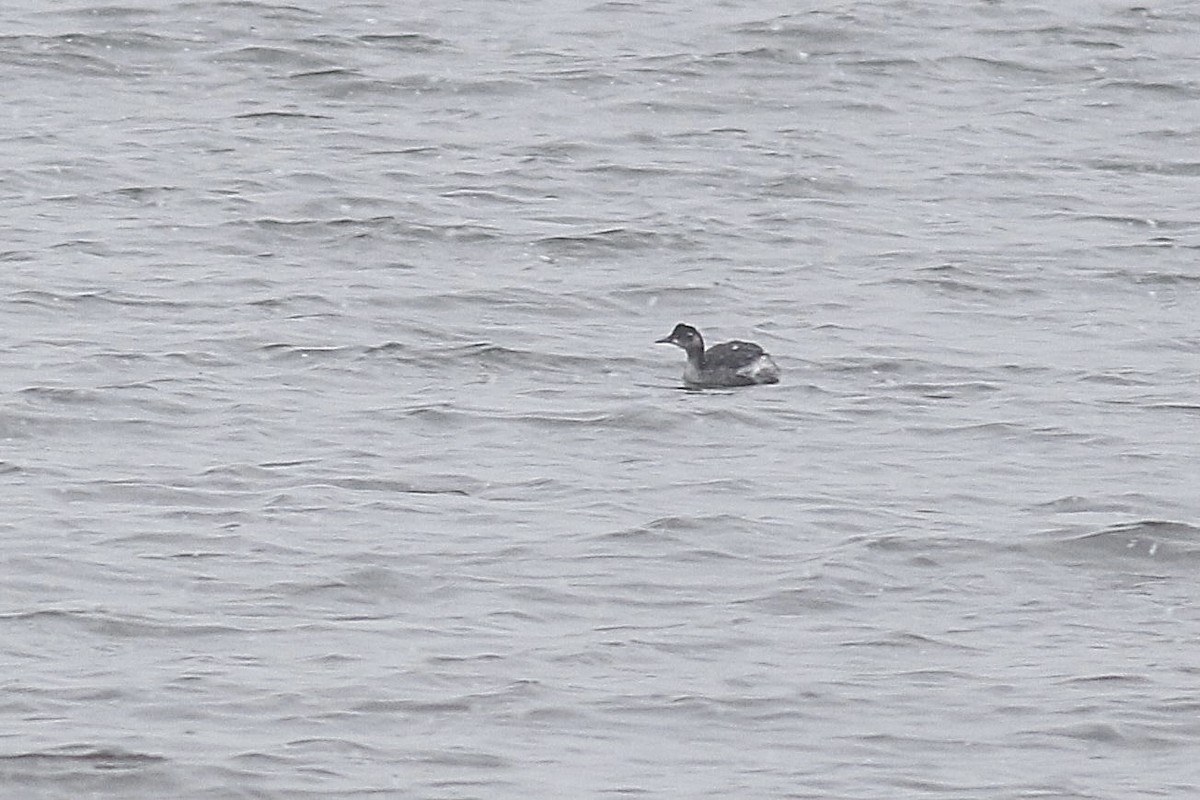 Eared Grebe - Anthony V. Ciancimino