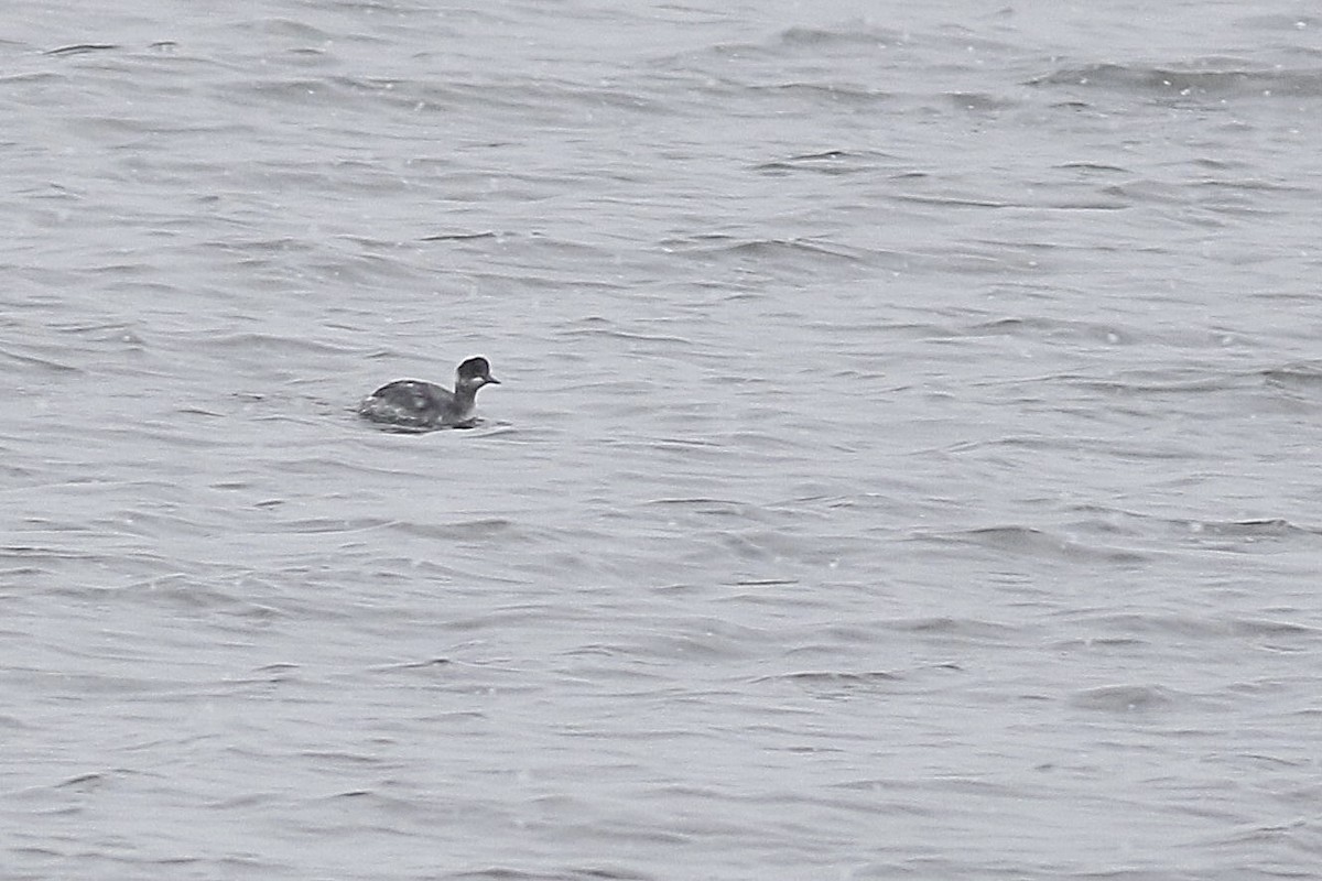 Eared Grebe - ML303114761