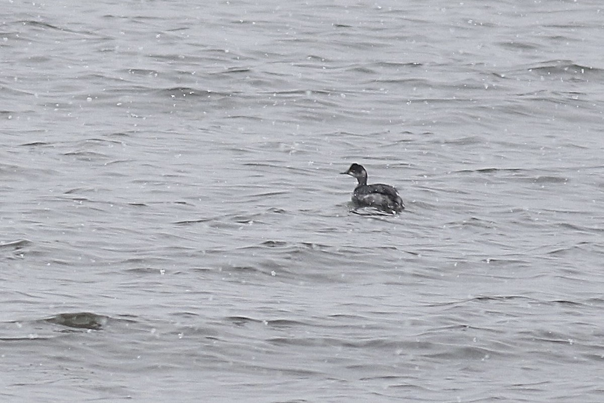 Eared Grebe - ML303114771