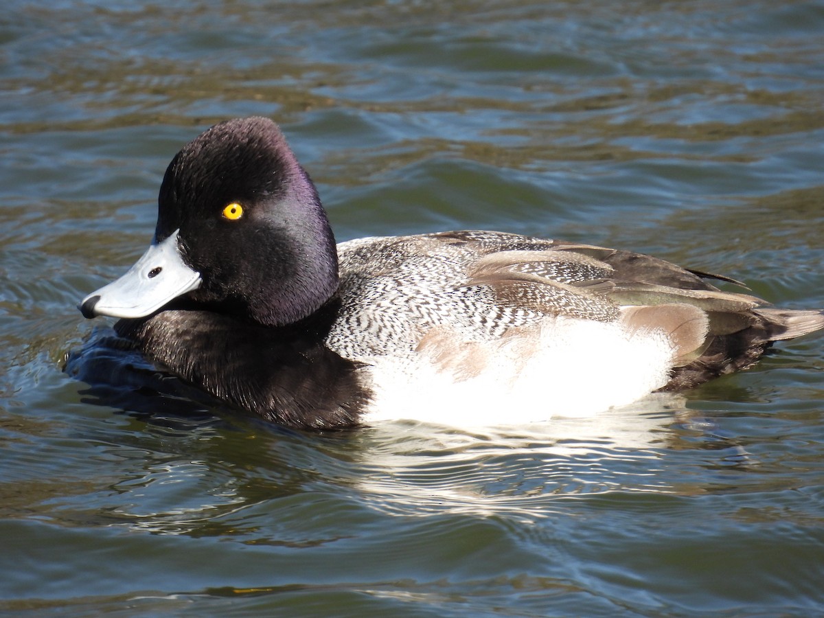 Lesser Scaup - Karen Carbiener