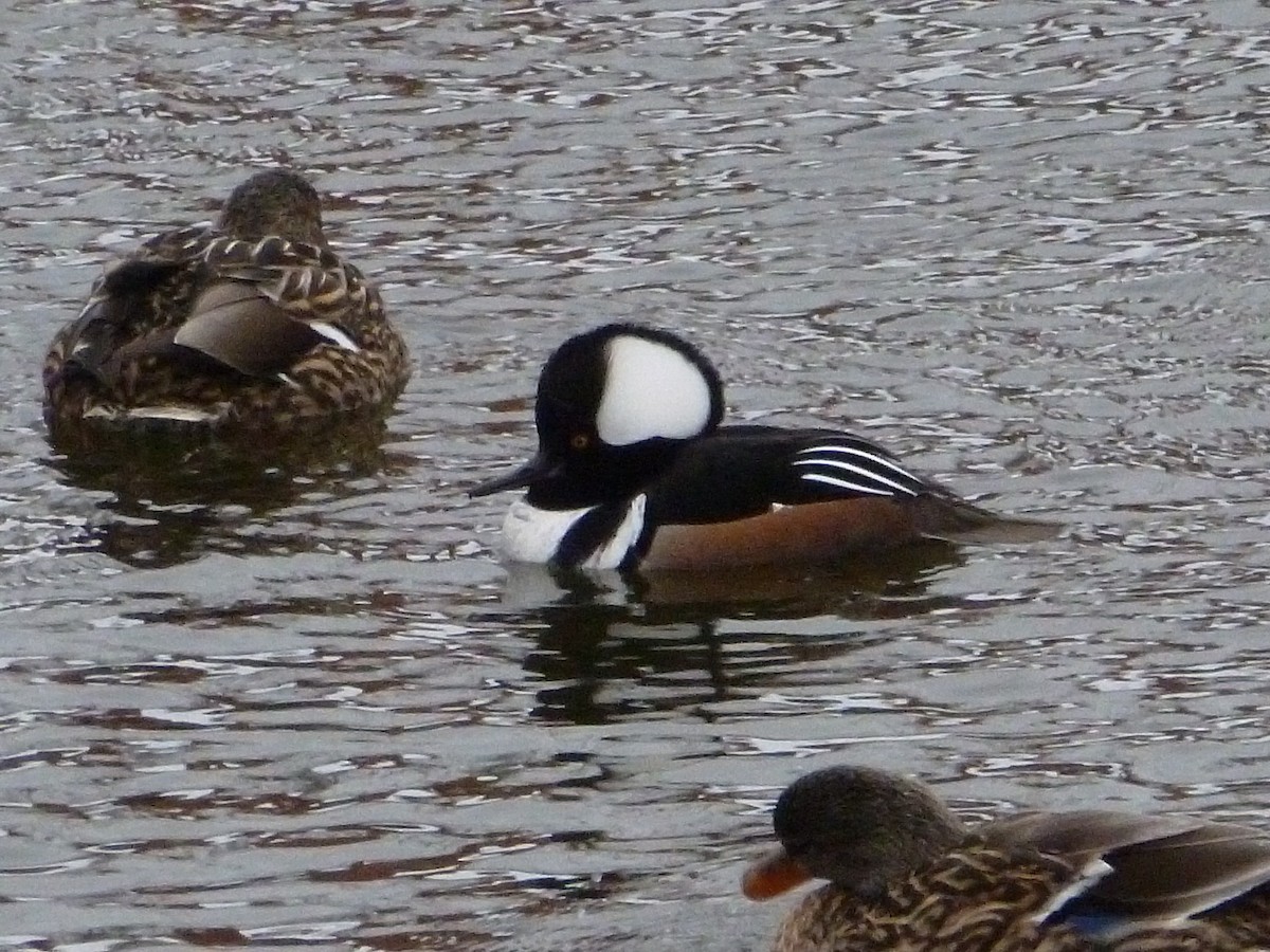 Hooded Merganser - ML303117361