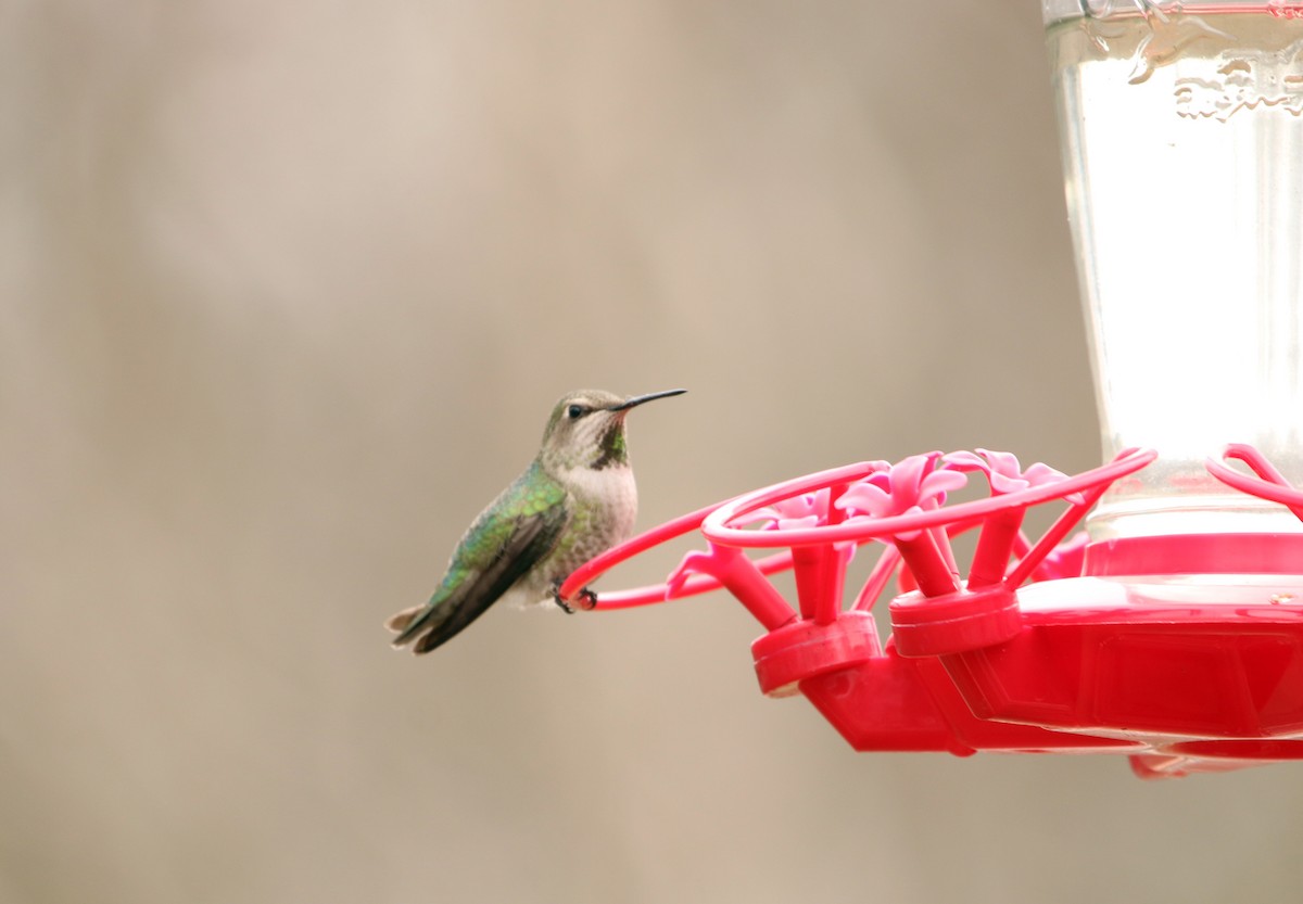 Anna's Hummingbird - Sarah Morris