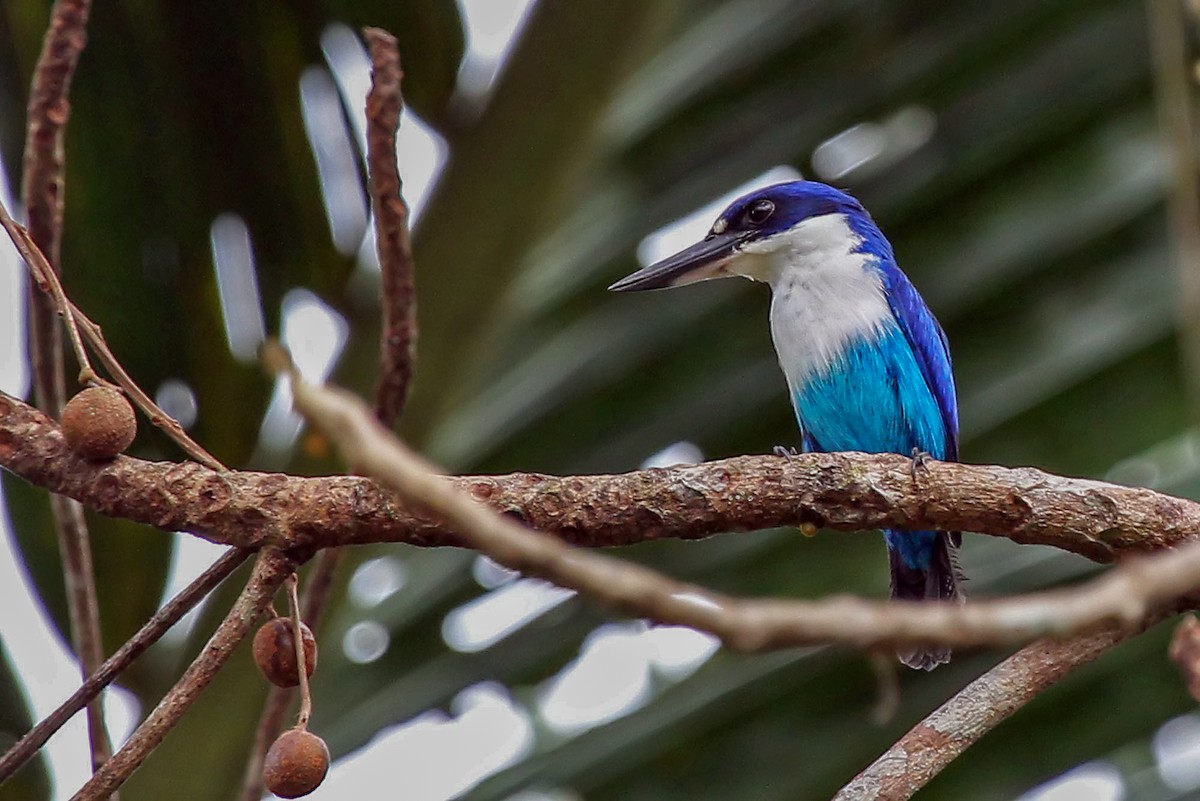 Lazuli Kingfisher - Todiramphus lazuli - Birds of the World
