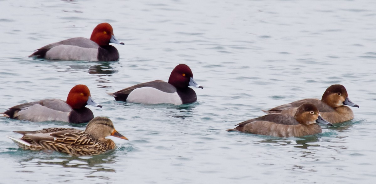 Redhead x Ring-necked Duck (hybrid) - Mike Bouman