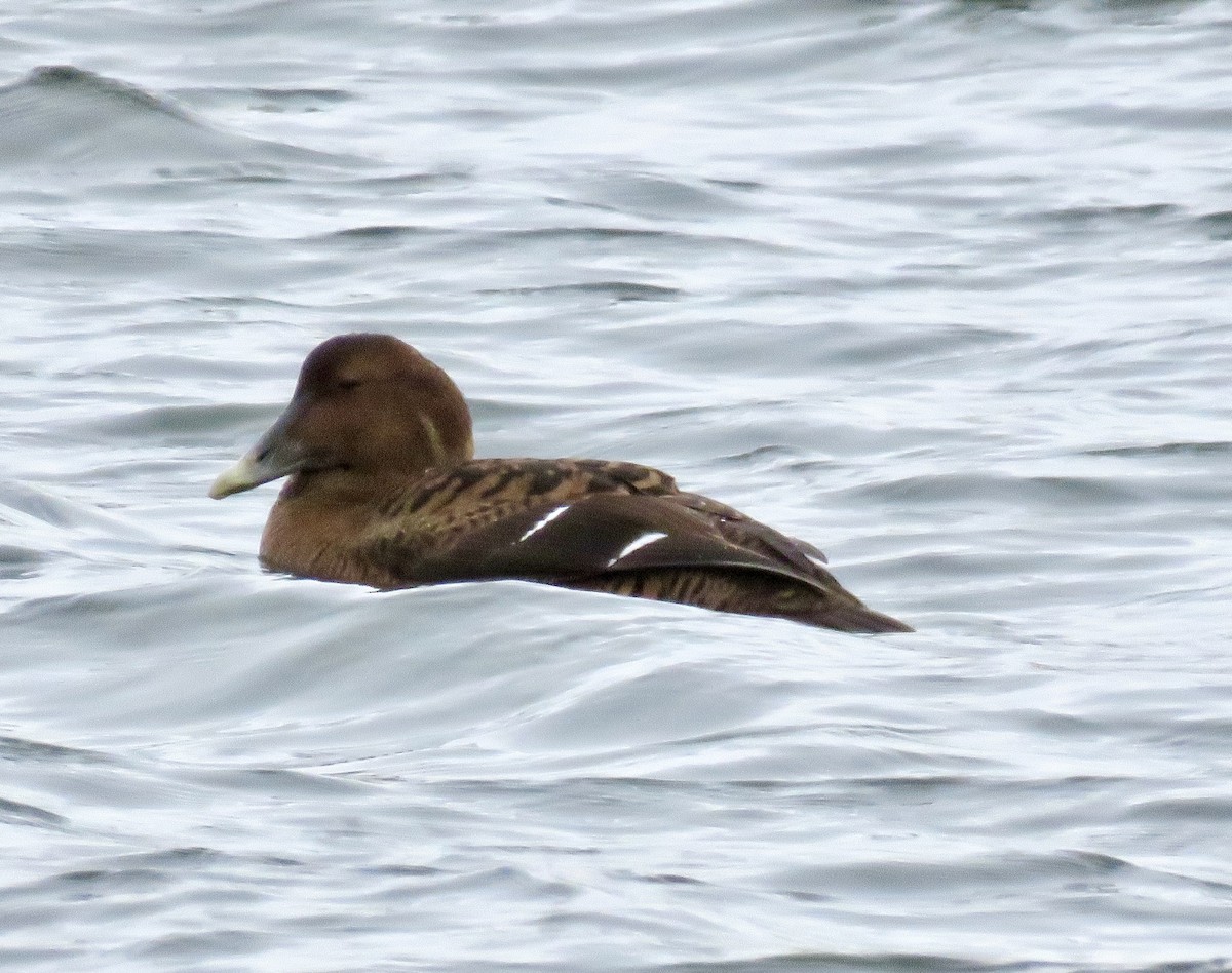 Common Eider - ML303123021