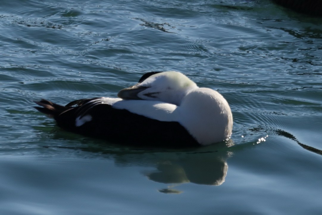 Common Eider (Dresser's) - ML303123911