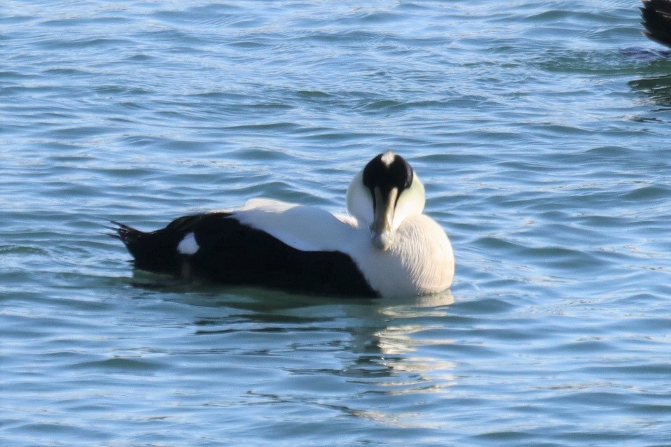 Common Eider (Dresser's) - ML303123961