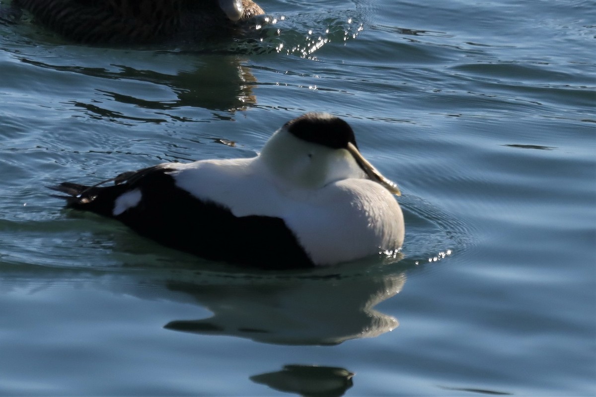 Common Eider (Dresser's) - ML303124011