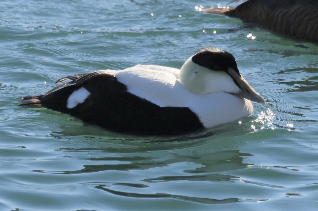 Common Eider (Dresser's) - ML303124051