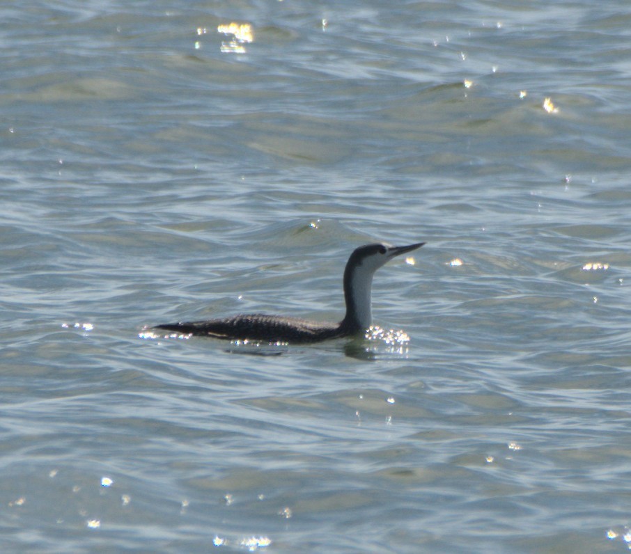 Red-throated Loon - ML303124721