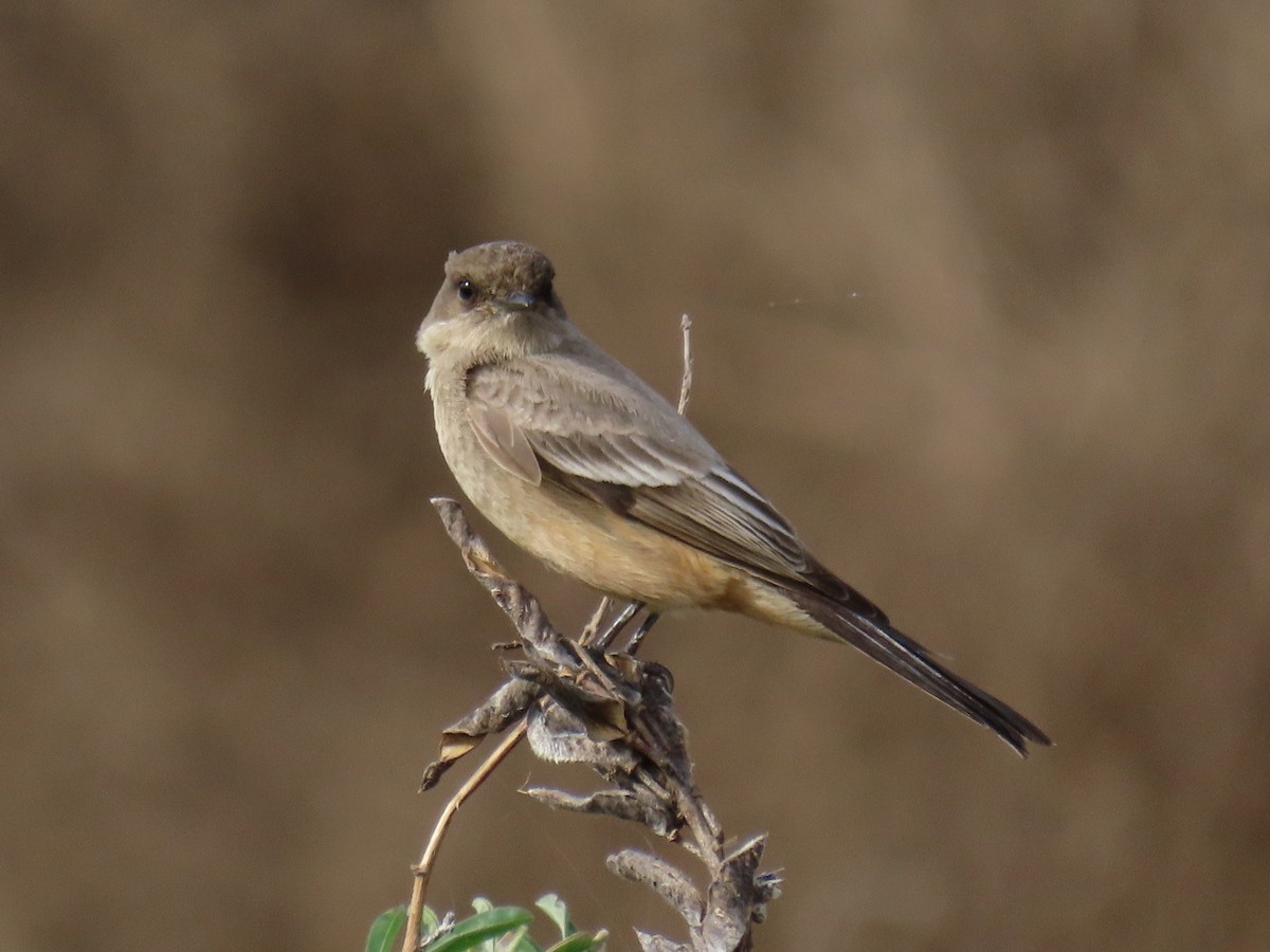 Say's Phoebe - Alane Gray