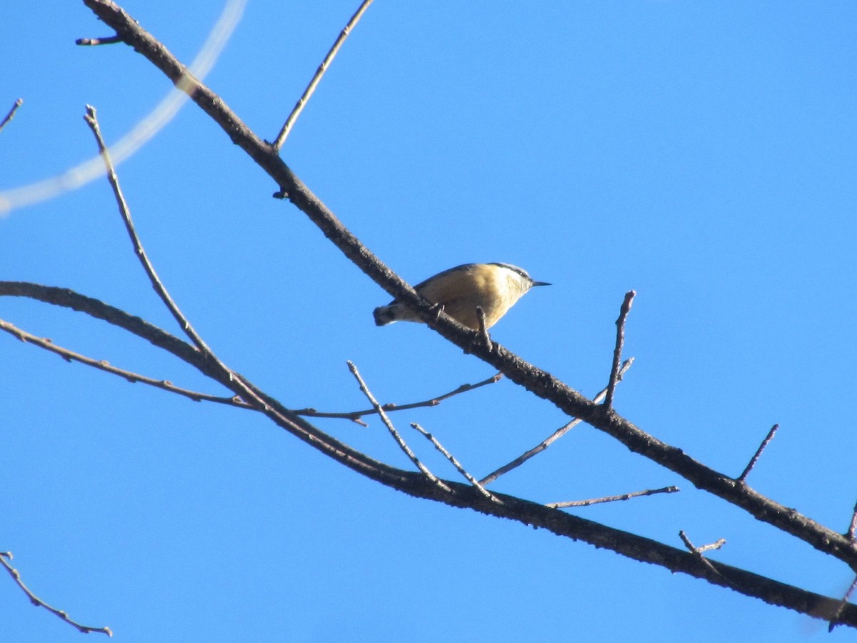 Red-breasted Nuthatch - ML303125671
