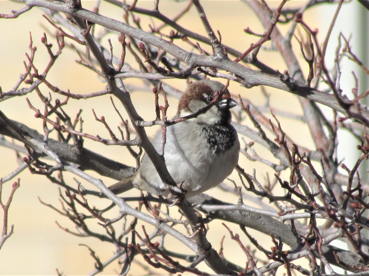 House Sparrow - ML303125781