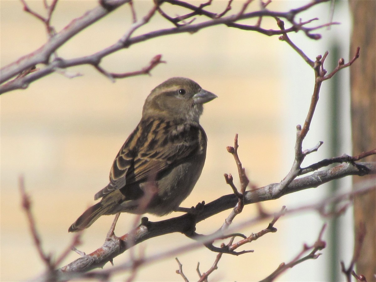 House Sparrow - ML303125811