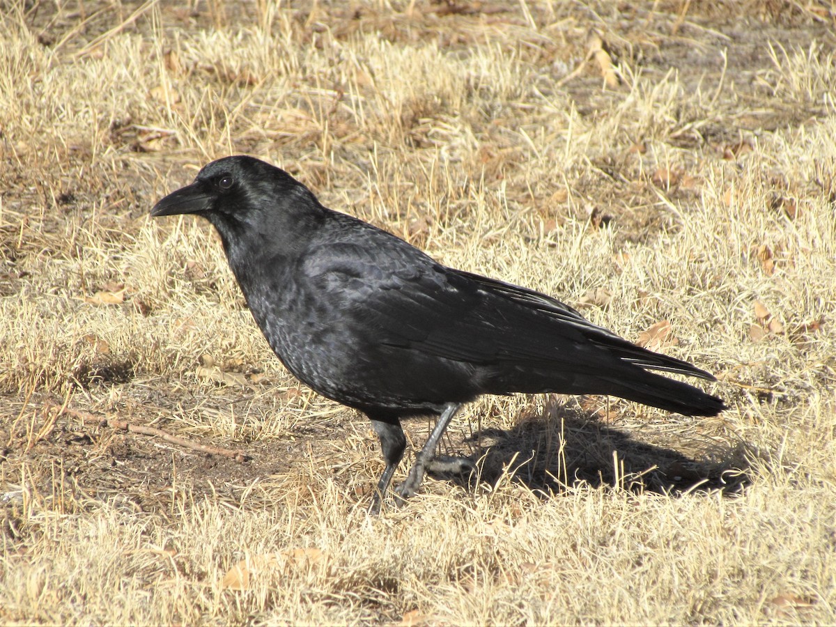 American Crow - ML303126761