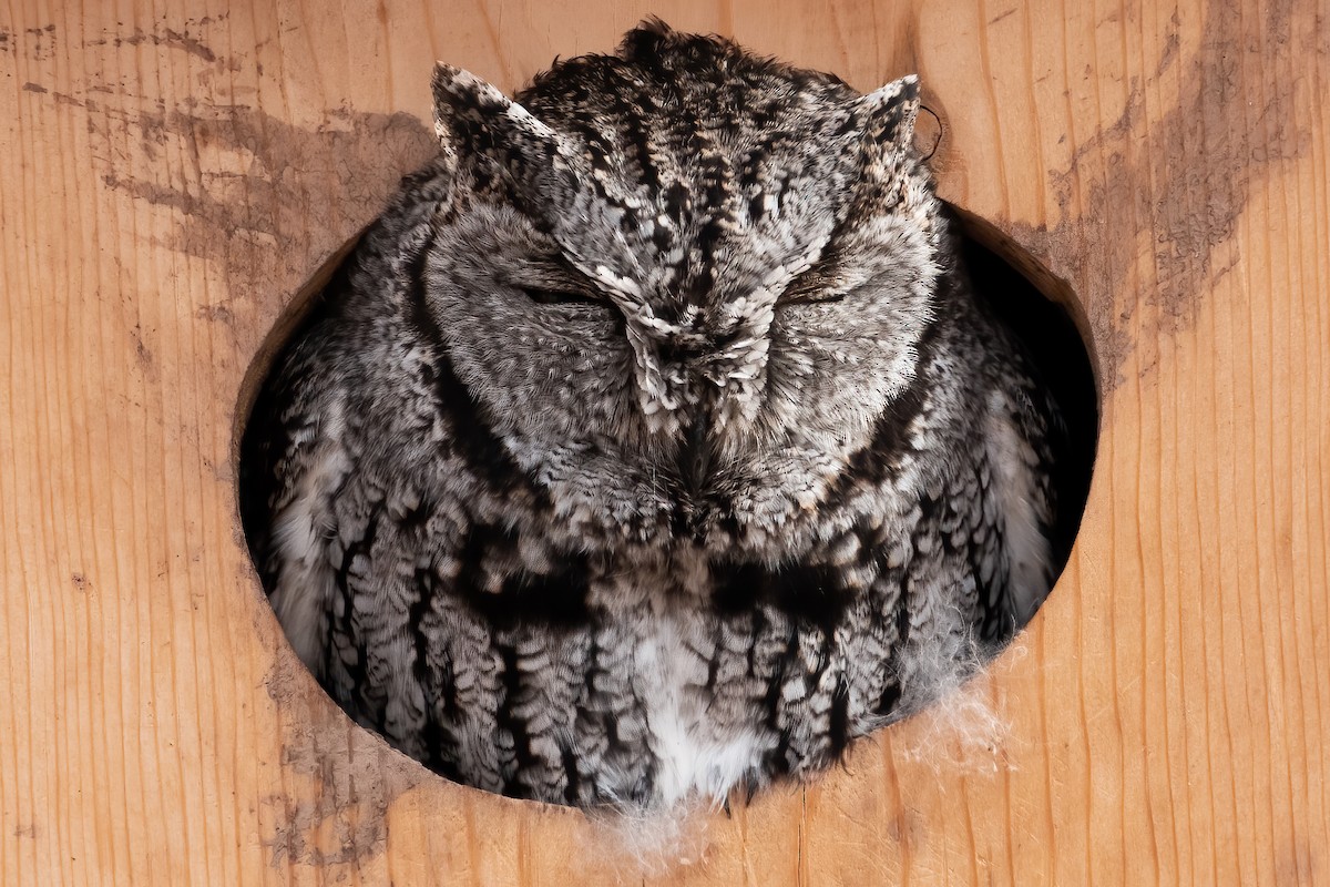 Western Screech-Owl - Phil Bartley