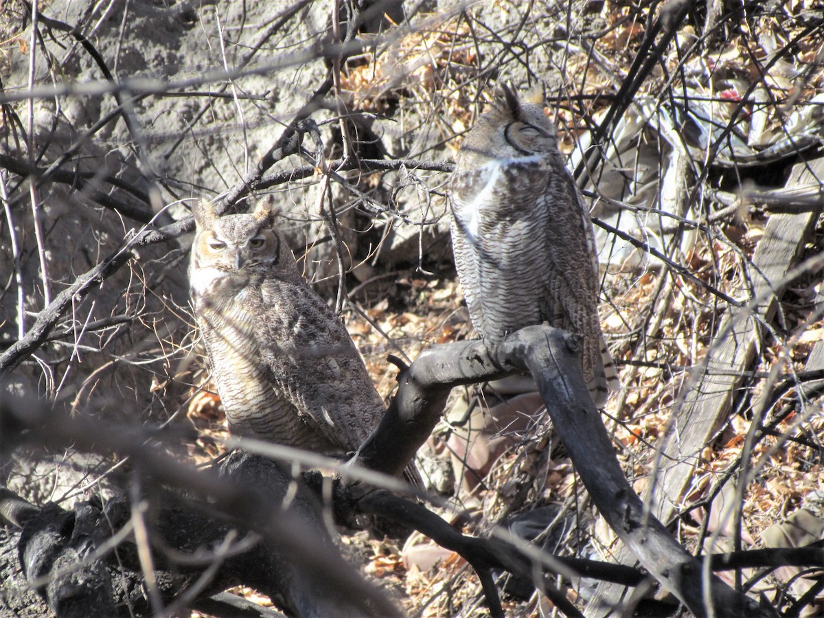 Great Horned Owl - ML303127461