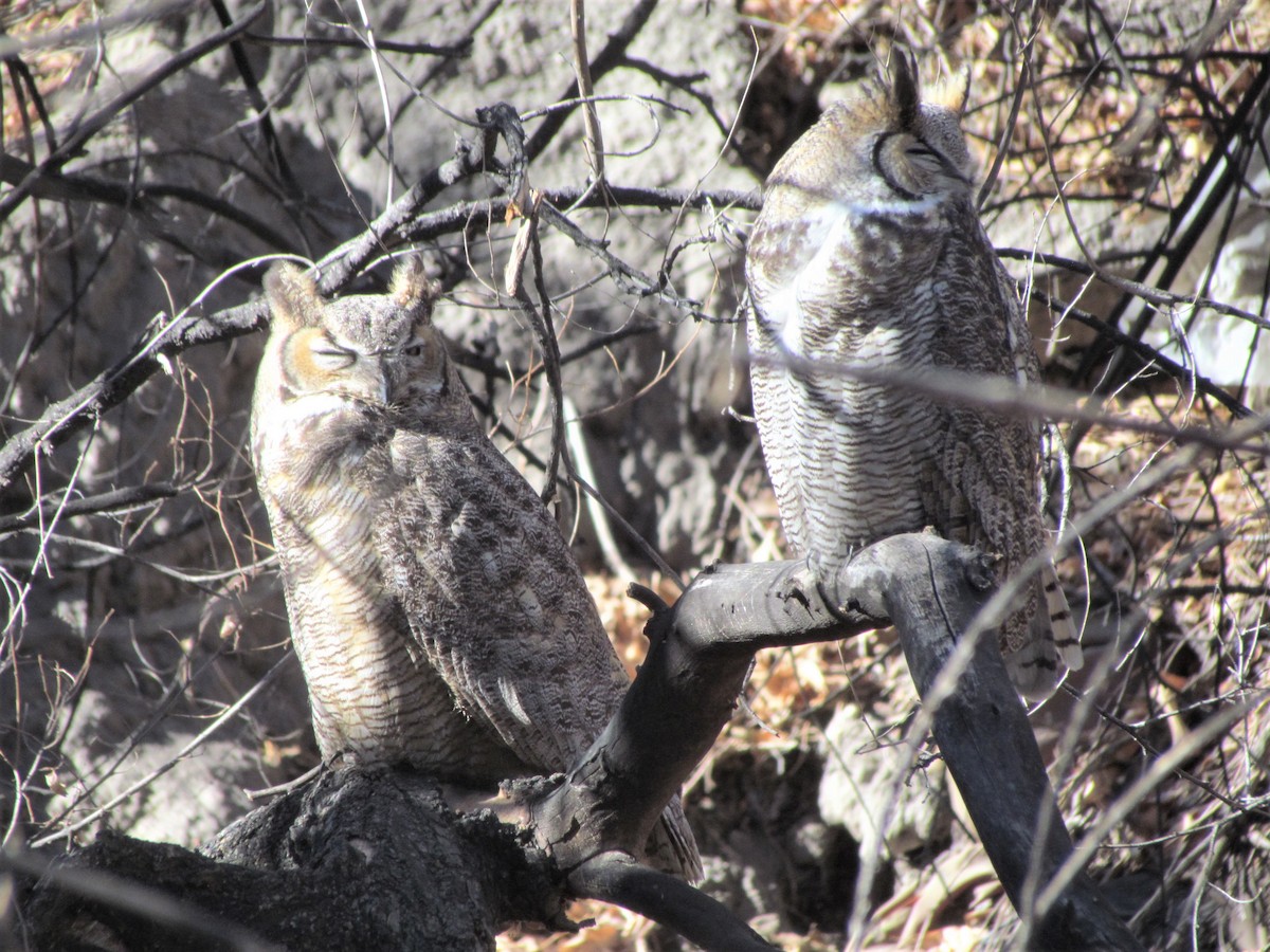 Great Horned Owl - ML303127651