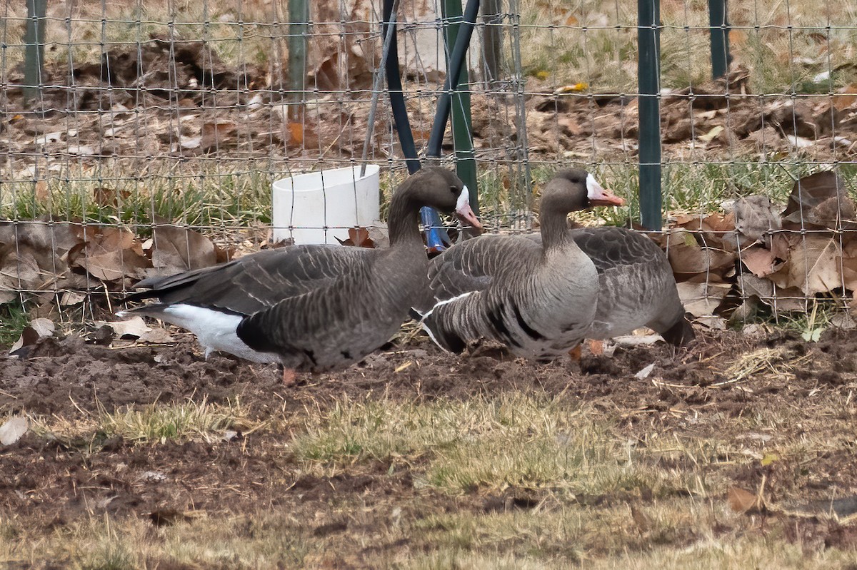 Greater White-fronted Goose - ML303128421