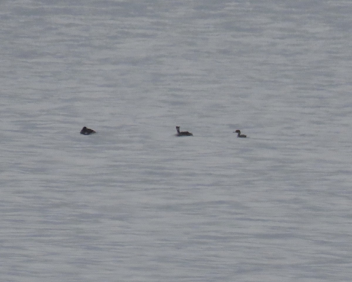 Red-necked Grebe - ML303129791