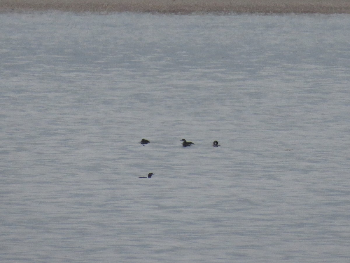 Red-necked Grebe - ML303129861