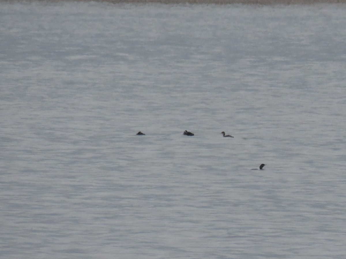 Red-necked Grebe - ML303129871