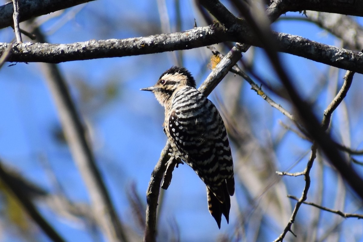 Ladder-backed Woodpecker - Sydney Gerig