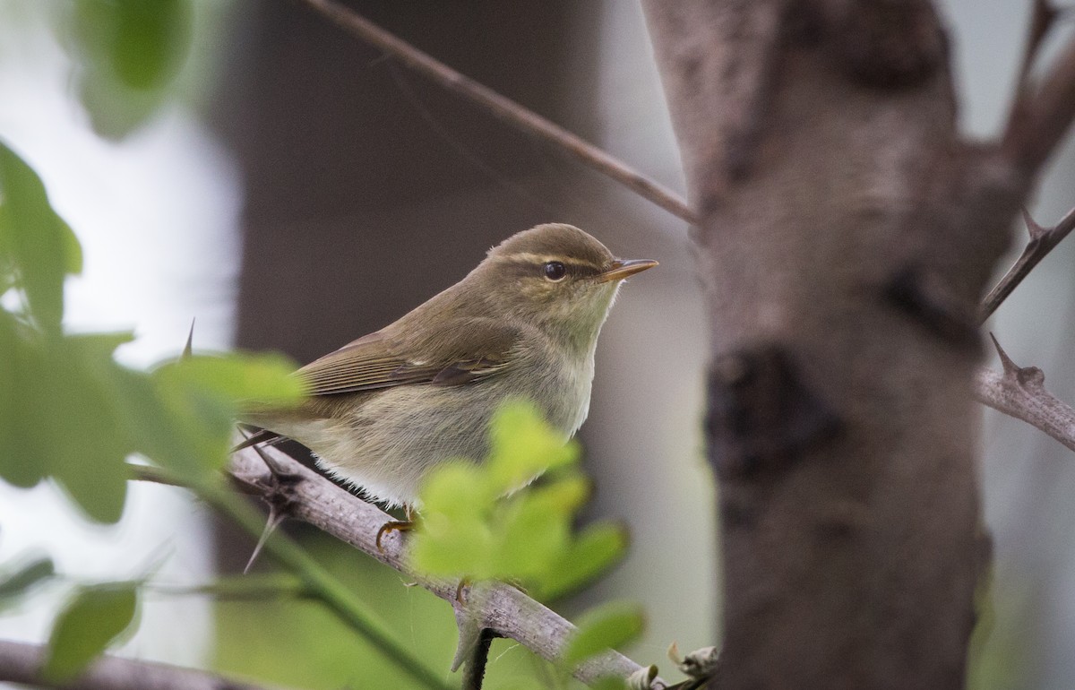 Arctic Warbler - ML30313051