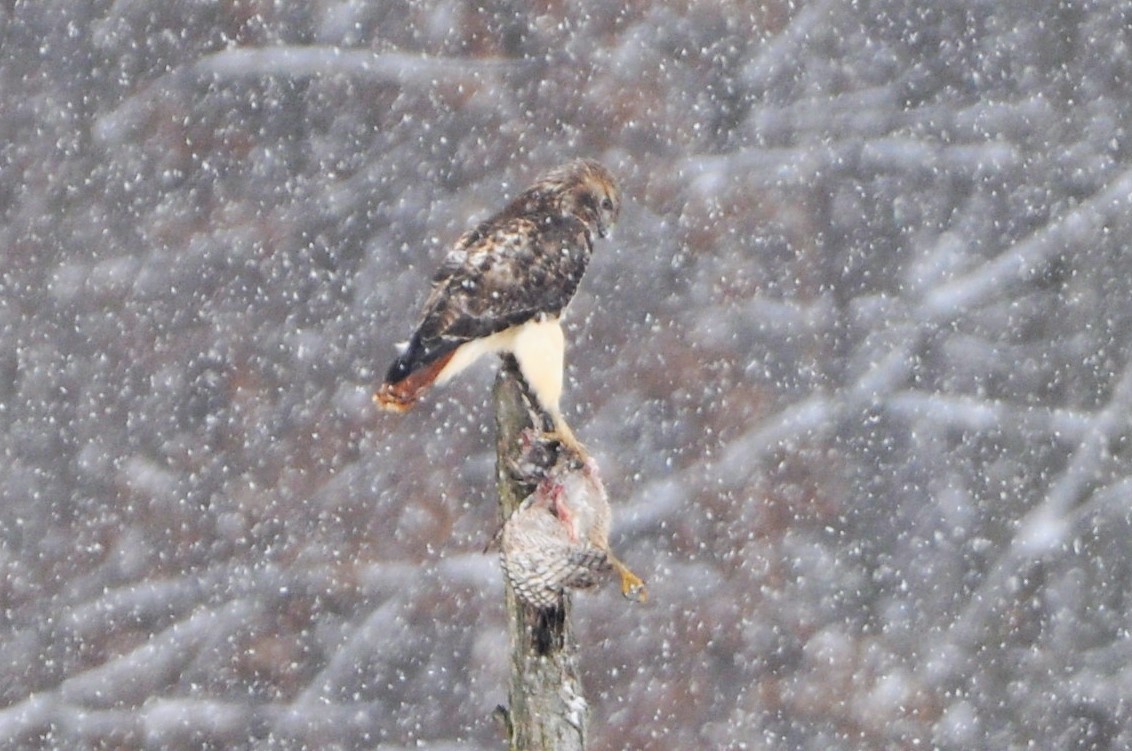 Red-tailed Hawk - ML303130781