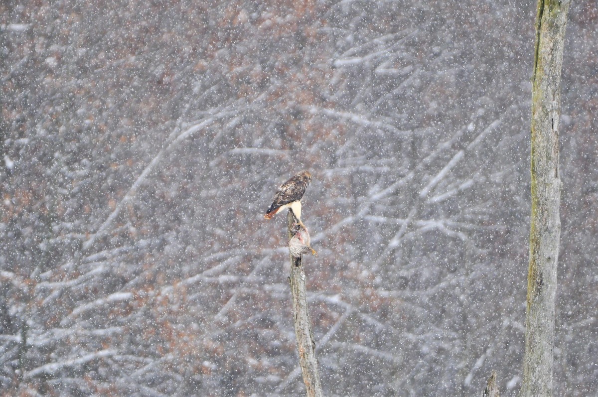 Red-tailed Hawk - ML303130811