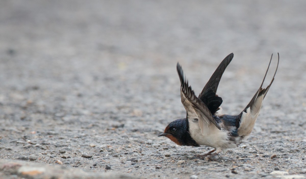 Golondrina Común - ML30313111