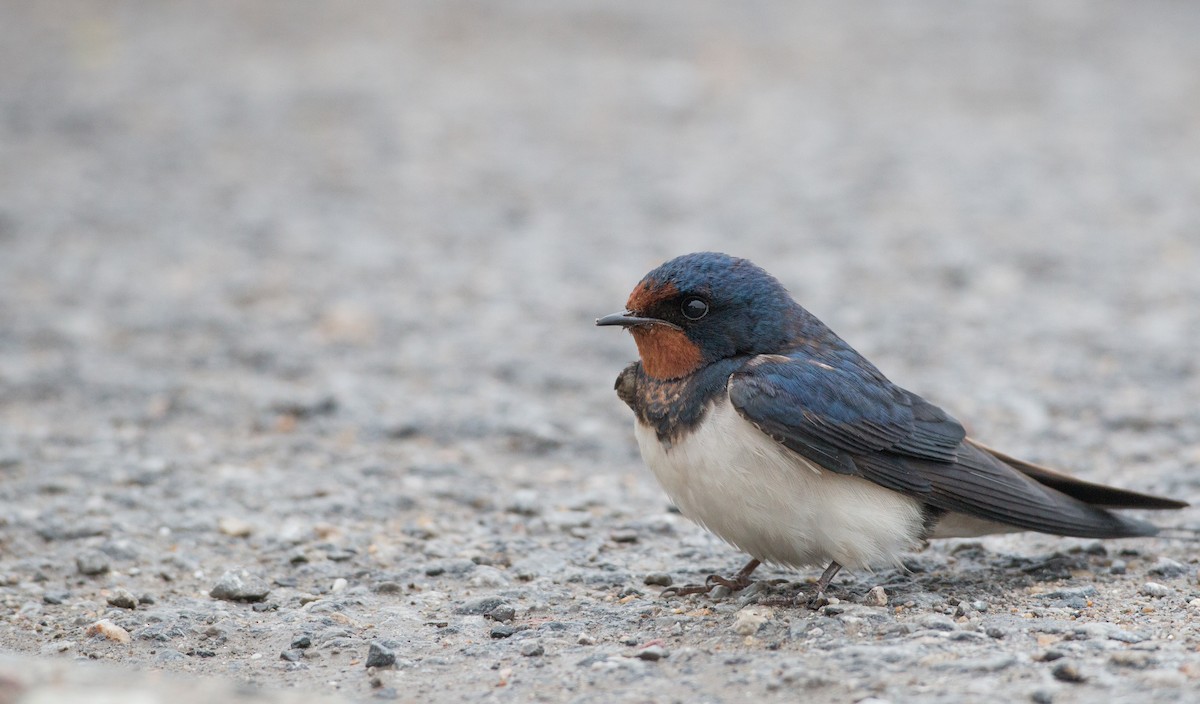 Barn Swallow - ML30313121