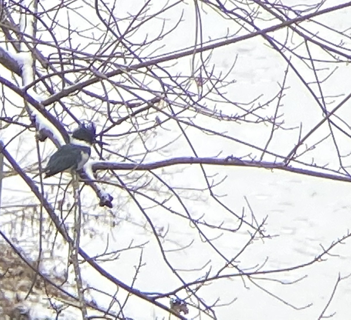 Рибалочка-чубань північний - ML303132261