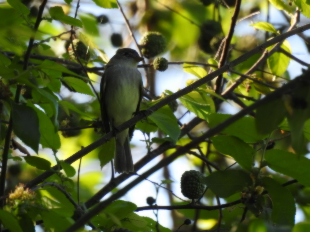 Willow Flycatcher - Jose Martin Vallecillo Mendez