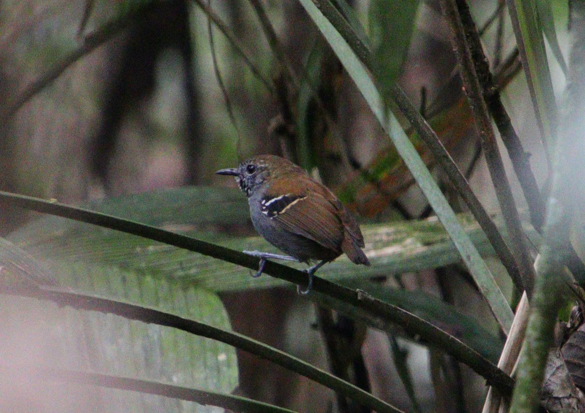 Star-throated Antwren - ML303135361